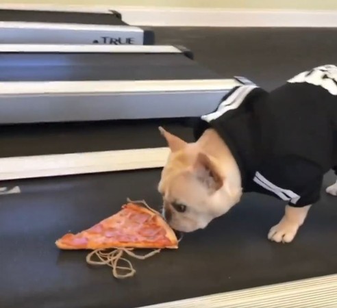 跑步機上吊Pizza，汪步伐超堅定。（圖／翻攝自Instagram用戶「3bulldogges」）