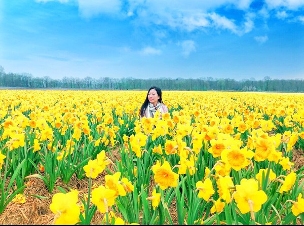 ▲荷蘭「利瑟花田」　騎單車倘佯浪漫花海中。（圖／離開安舒圈的那些日子-英倫篇 Out of Comfort Zone to London提供，請勿任意翻攝以免侵權）