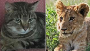 英國一隻被主人貝特曼（Raymond Bateman）取為「辛巴」的5歲貓咪，離家出走近7個月，而就在近日被人在科赤斯特動物園（Colchester Zoo）的一個獅籠旁發現，試圖跟獅子一起生活。（圖／翻攝自Zloto News臉書）