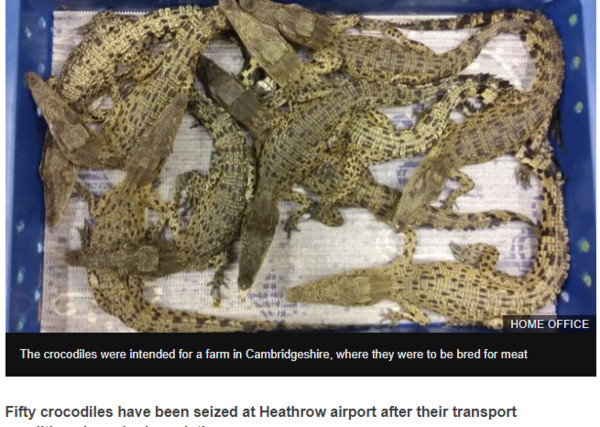 英國倫敦斯洛機場（Heathrow airport）的海關日查獲不法人士用「5個貨箱」，裡面裝的竟是要從馬來西亞運到英國的「50隻鱷魚」。這些鱷魚近30公分的鱷魚約1歲，而其中1隻因為環境惡劣已死亡。（圖／翻攝自BBC）
