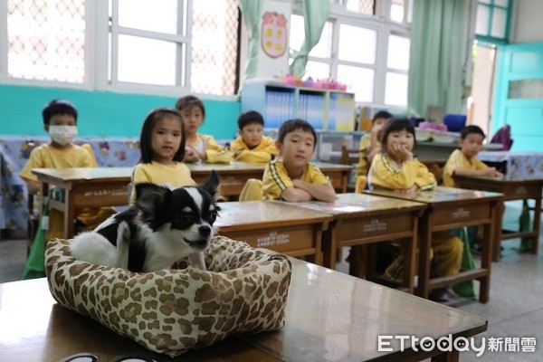 文聖國小校犬小V。（圖／新北市動保處提供）