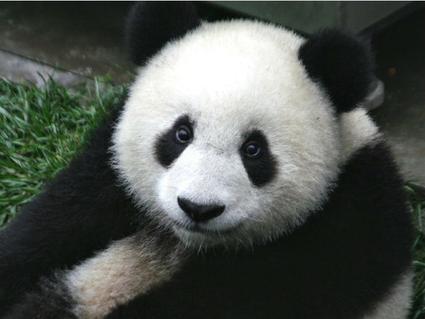 熊貓顯圖（圖／取自免費圖庫Pixabay）