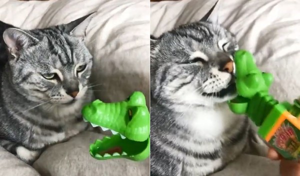 小猫被鳄鱼咬手图片图片