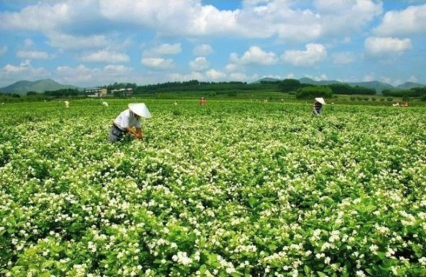 ▲▼橫縣茶農正在萬畝生態茶園採摘新鮮的茉莉花。（圖／翻攝自毛伊咖啡公眾號）