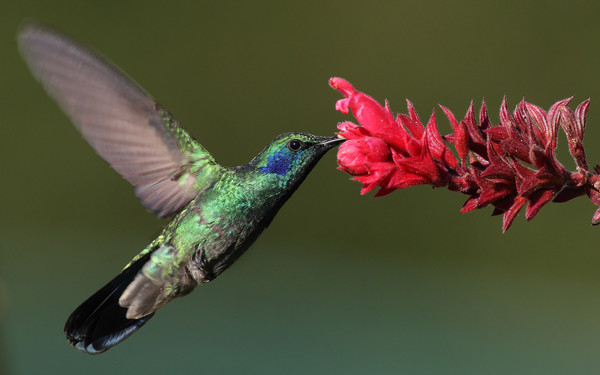 ▲綠紫耳蜂鳥。（圖／翻攝自維基百科）