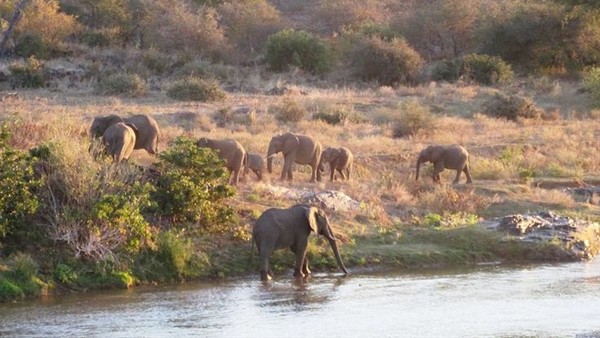 ▲▼ 南非克留格爾國家公園（Kruger National Park）象群。（圖／翻攝自Facebook／Kruger Park）