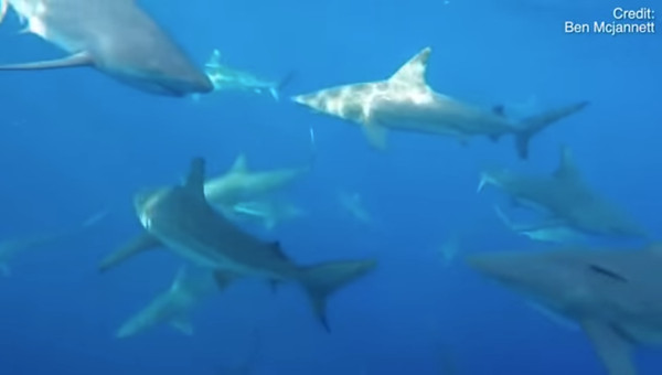 澳洲一名漁夫麥詹尼特（Ben McJannett）於上周5出海時，突然發現船下聚集了30之鯊魚，但大膽的他並沒有把開走，反而是讓停下，將攝影機放入水中拍攝，相當勇敢；船下的鯊魚到處穿梭，還一頭撞上攝影機。（圖／翻攝自youtube）