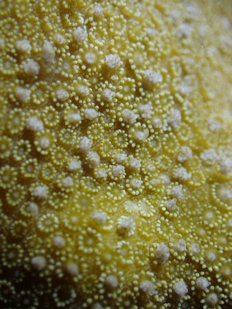 ▲東沙海域珊瑚產卵。（圖／海洋國家公園管理處提供）