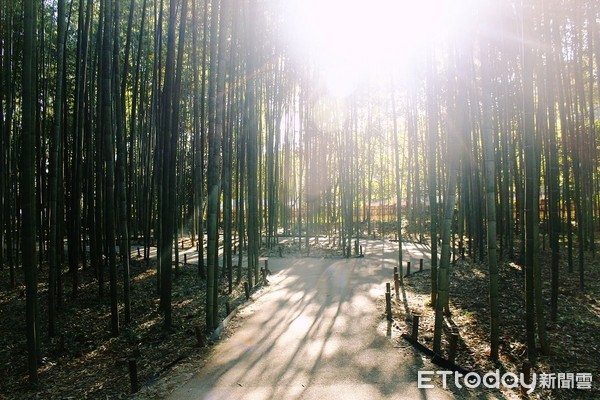 ▲▼京都嵐山竹林散散策路，竹林小徑。（圖／記者蔡玟君攝）