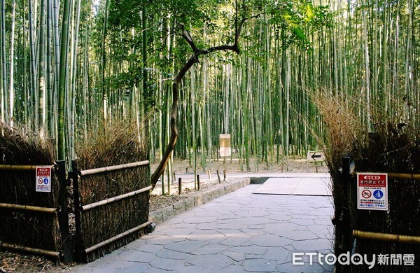 ▲▼京都嵐山竹林散散策路，竹林小徑。（圖／記者蔡玟君攝）