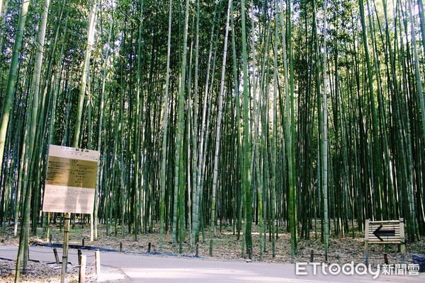 ▲▼京都嵐山竹林散散策路，竹林小徑。（圖／記者蔡玟君攝）