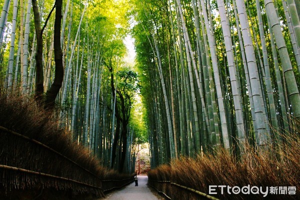 ▲▼京都嵐山竹林小徑，竹林之徑。（圖／記者蔡玟君攝）