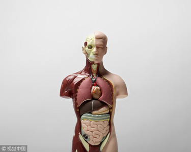 头皮也能换钱!人体器官「黑市交易价」曝光 全身都拆卖值千万