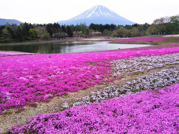 ▲日本富士山3玩法。（圖／Tripbaa提供）