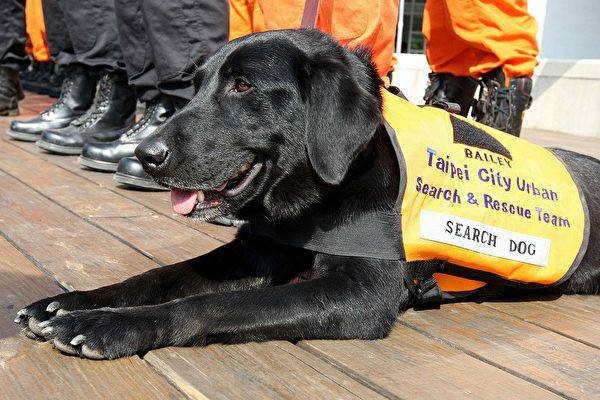 ▲退役搜救犬Bailey離世，於7日舉辦告別式。（圖／台北市搜救隊提供）
