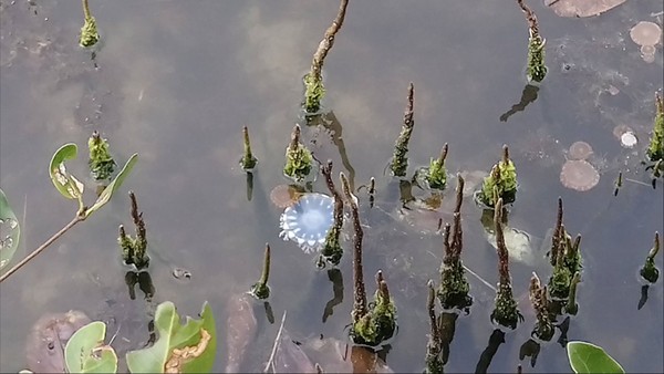 ▲▼高雄林園濕地潟湖，藍水母現身。（圖／蘇文華提供）