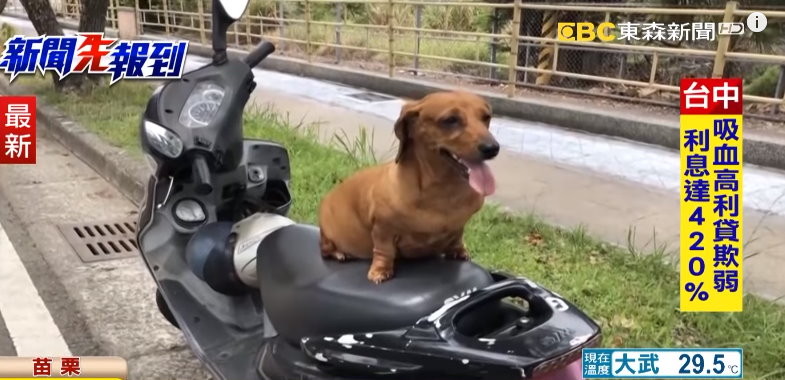 臘腸跳到駕駛座討抱抱！害主人驚嚇自撞　無辜夾尾巴跳上救護車。（圖／東森新聞）