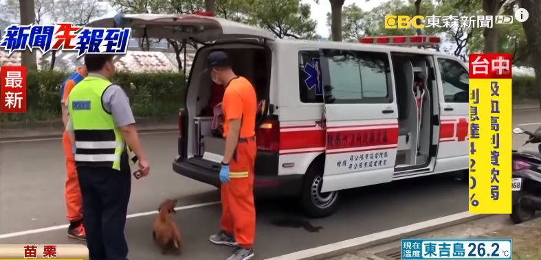 臘腸跳到駕駛座討抱抱！害主人驚嚇自撞　無辜夾尾巴跳上救護車。（圖／東森新聞）