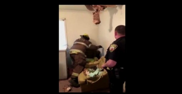 ▲ 密西根州民宅天花板破了一個大洞，一隻隻小浣熊掉了下來。（圖／翻攝自Brien Blakely推特）