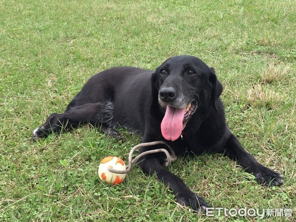 ▲退役搜救犬Bailey。（圖／飼主周小姐提供）