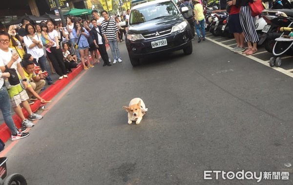 ▲柯基小路霸。（圖／網友駱子墉授權提供）