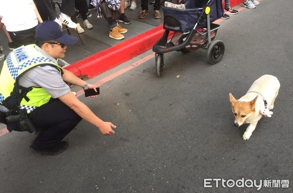 ▲柯基小路霸。（圖／網友駱子墉授權提供）