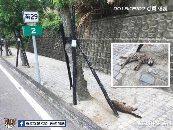 ▲▼農委會早在2008年就將石虎列入第一級瀕臨絕種的野生動物。（圖／翻攝自石虎保育大使  阿虎加油粉絲專頁）