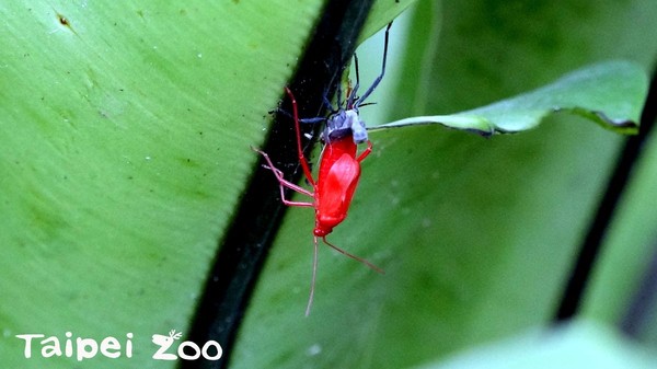 ▲誤以為紅火蟻！　「紅姬緣椿象」每年春、秋2次大發生（圖／「台北市立動物園」提供）