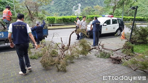 中橫邊坡工程的工頭利用施工之便盜伐台灣刺柏共12棵，經警方及時查獲並將台灣刺柏交由花蓮林管處專業人員進行移植延續生命。（圖／保七總隊提供）