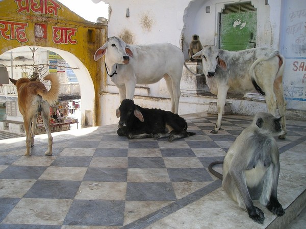 印度的動物（圖／取自免費圖庫Pixabay）
