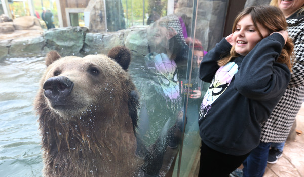 ▲▼科迪亞克棕熊為全世界最大的熊。（圖／達志影像）