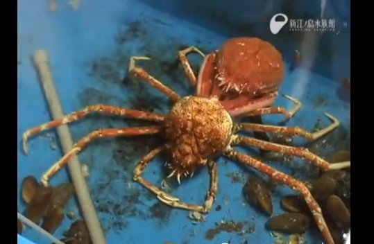 蜘蛛蟹脫殼6小時全紀錄鮮紅新軀 咻 一聲抽出來 Ettoday寵物雲 Ettoday新聞雲