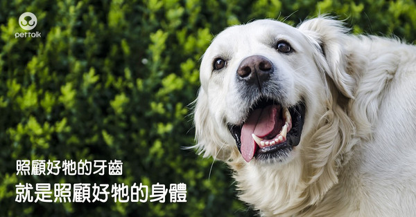 ▲圖／翻攝自PetTalk官網