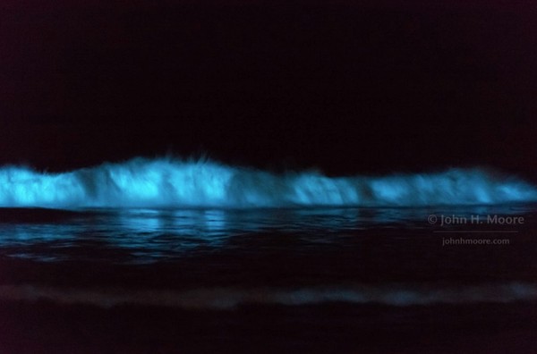▲▼發光藻類因波浪攪動而發出藍光。（圖／翻攝自斯克里普斯海洋學研究所Twitter@Scripps_Ocean）