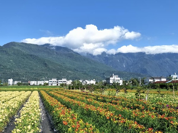 ▲▼花蓮嘉德萱草花田金針花。（圖／翻攝自嘉德花田臉書專頁）