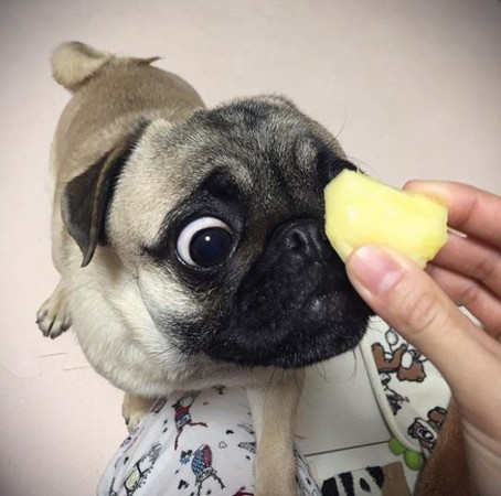 巴哥犬「旋風式噴嚏」，網狂重播。（圖／翻攝自Instagram用戶「kimchi.the.pug」）