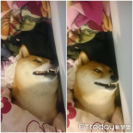 ▲柴妹睡成「烤雞」。（圖／臉書粉專「柴犬小公主妹妹之我有個超級愛我的把拔」提供）