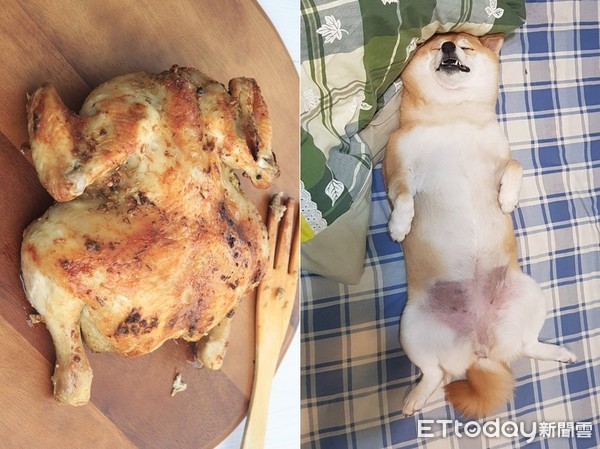 ▲柴妹睡成「烤雞」。（圖／臉書粉專「柴犬小公主妹妹之我有個超級愛我的把拔」提供）