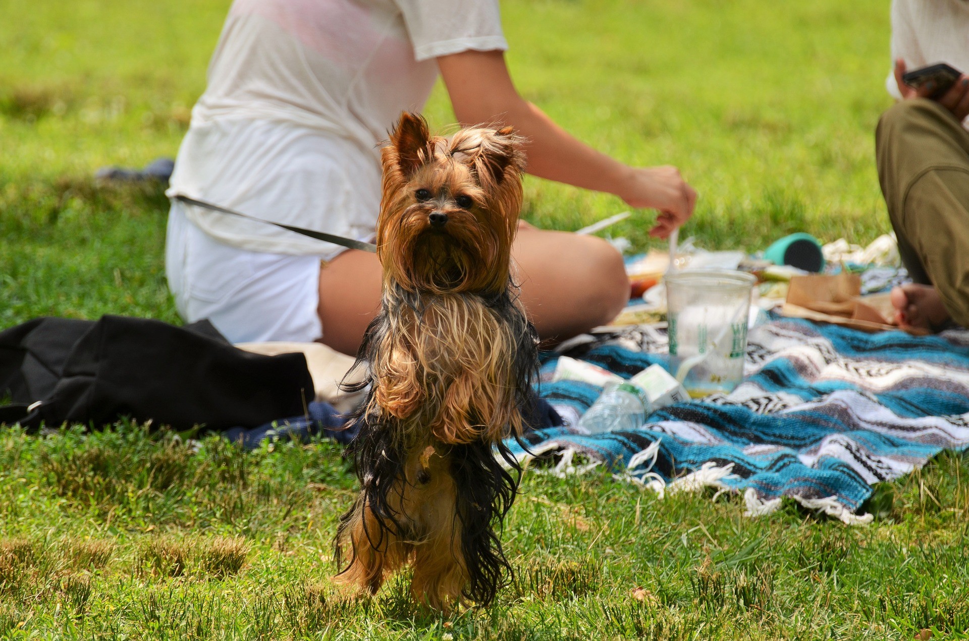 ▲野餐寵物有五件事不能做。（圖／取自免費圖庫Pixabay）