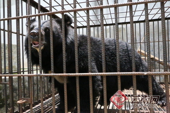 ▲路邊買回「小藏獒」越養越大隻　多年後竟成200kg黑熊！。（圖／翻攝自《雲南網》）