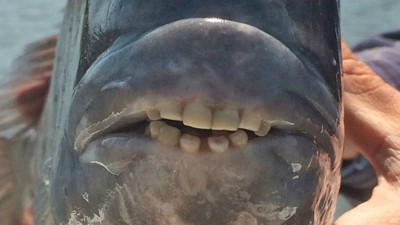 上鉤肥魚微笑「露出潔白牙齒」　女釣客驚：一口能咬碎手指！