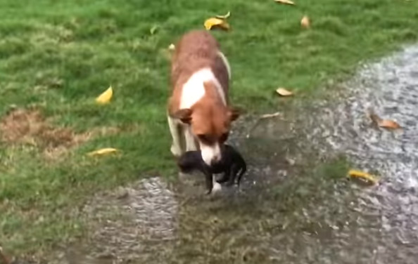 ▲▼ 菲律賓狗狗不畏大雨叼回寶貝們躲雨，並用體溫暖和牠們。（圖／翻攝自Youtube）