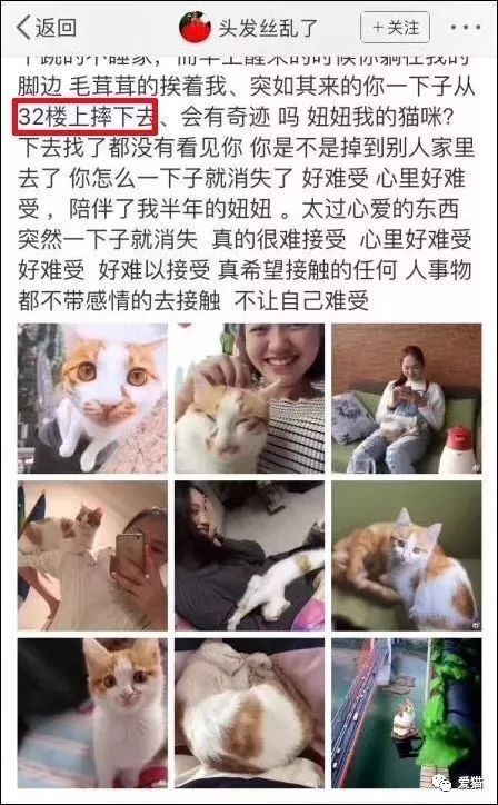 橘貓懸坐32層樓..結局悲慘！貓摔不死是謬論　因為只看到倖存者（圖／weibo@愛貓）