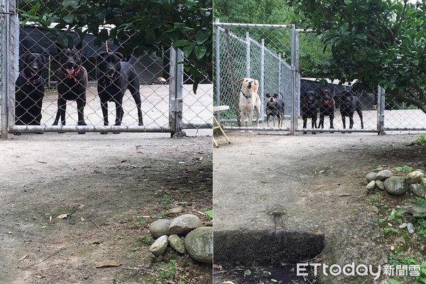 ▲ 3汪排排坐好聽訓話　仔細一看...中間有人「毋在聽」（圖／網友澔澔錢授權提供）