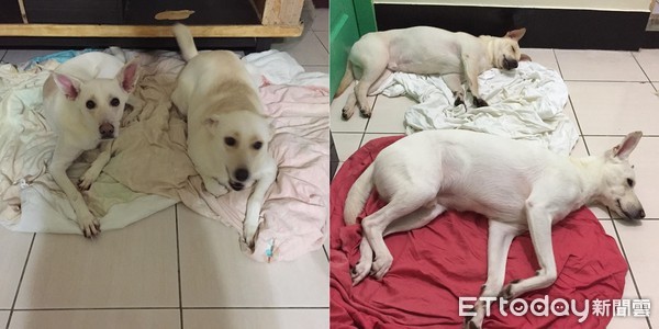 ▲ 3汪排排坐好聽訓話　仔細一看...中間有人「毋在聽」（圖／網友澔澔錢授權提供）