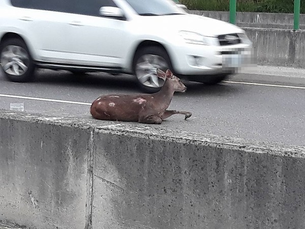 ▲彰化高路公路開車撞傷鹿　網友好震驚：竟然有野生的。（圖／翻攝自花壇人俱樂部）