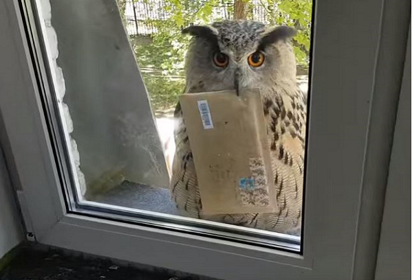 鵰鴞飛來窗外送信，一臉不耐煩。（圖／翻攝自Instagram@nika_zubra）