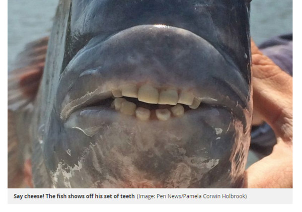 美國南卡羅萊納州（State of South Carolina）一名海洋生物學家帕米拉（Pamela Holbrook）日前與丈夫一起去捕魚時，竟意外捕獲一隻擁有人類牙齒的「羊頭魚」（sheepshead fish）；她也將照片上傳網路，引起許多網友熱議。（圖／翻攝自鏡報）