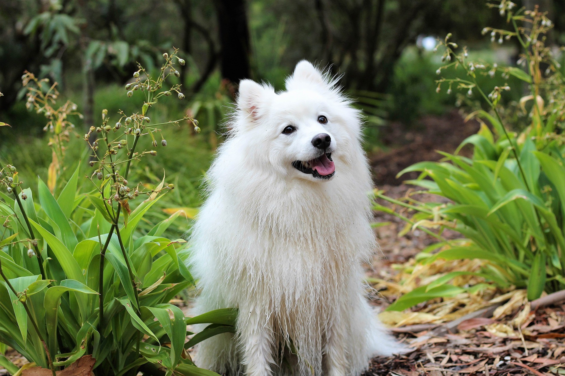 狐狸犬養半年拒吃飼料 別的狗怕牠 竟然真的是狐狸 Ettoday寵物雲 Ettoday新聞雲