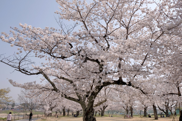 ▲ 京阪奈櫻花景點2018，七大花見名所，哲學之道、蹴下鐵道、大阪城西之丸庭園。關西旅行/HORIZON-WIFI。（圖／男子日常生活提供）